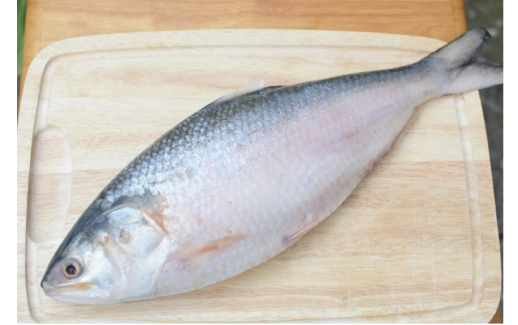 Ilish/ Hilsha (size 900gms)- whole curry cut